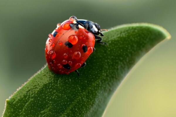 Coccinelle sur un brin d herbe dans des gouttes de rosée