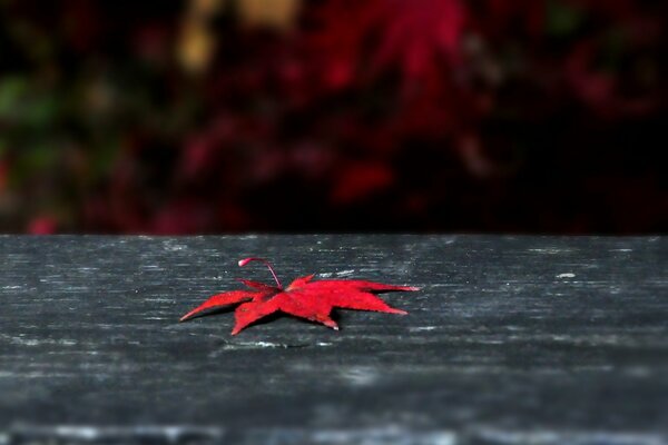 A red maple leaf lies on a dark board