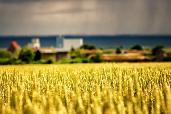 A sown field on the edge of the village