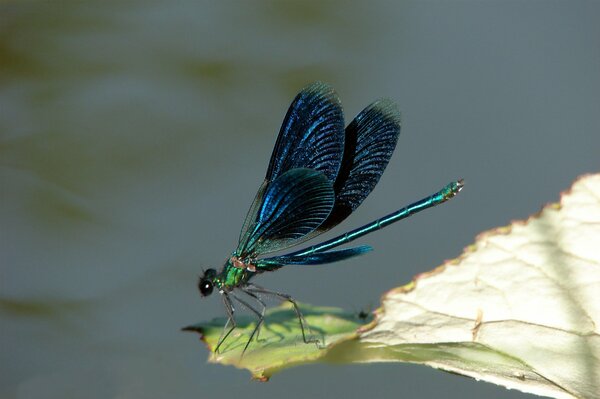 Blue rhinestones on a leaf close-up