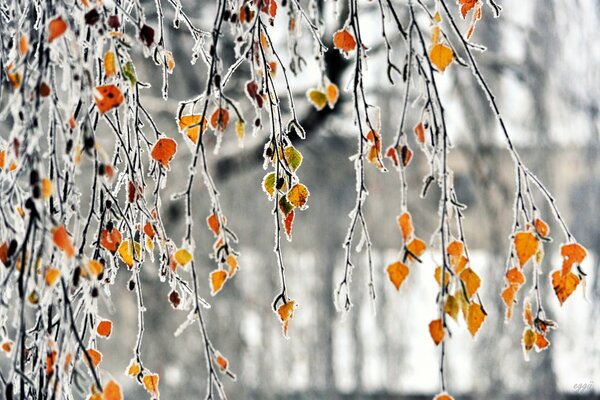 Branches de feuillage d automne saupoudrées de givre