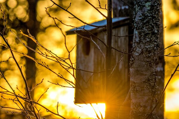 Pajarera en un árbol en el fondo del amanecer