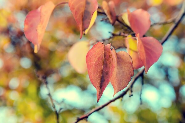 Feuilles de nature automnale sur une branche