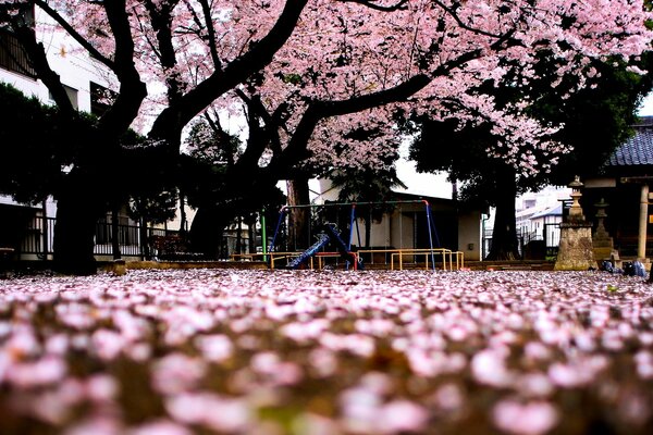 Sakura tree pink background
