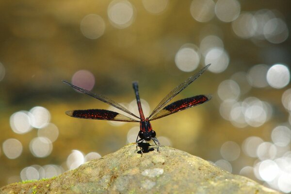 Helicopter dragonfly red insect