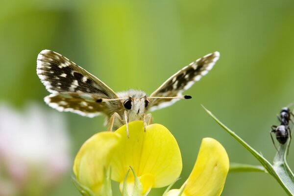 Ein nahes Foto eines Schmetterlings mit Ranken. Gelbe Blume und schöner Schmetterling drauf. Naturfoto Minimalismus Tapete