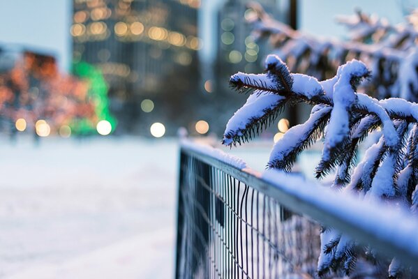 Branches of spruce in the snow on the fence