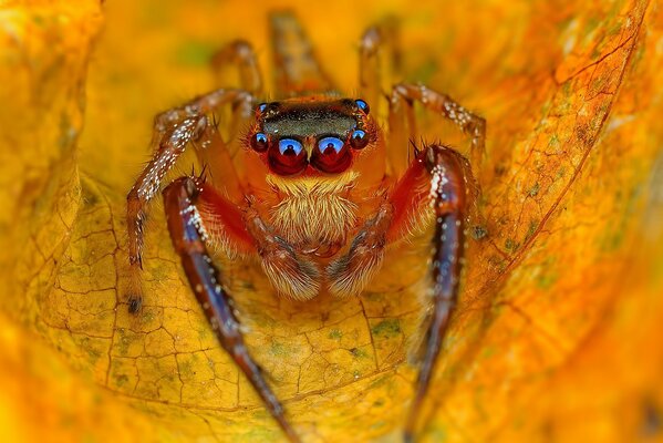 Hoja amarilla de otoño con araña