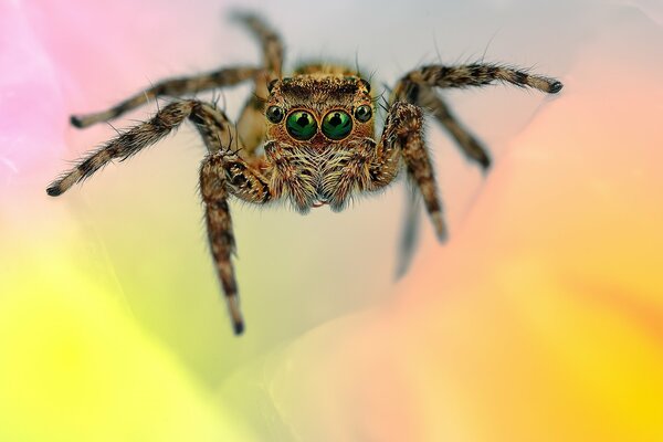 Saltador de araña de ojos en un fondo multicolor