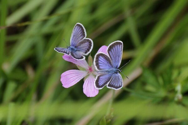 Two butterflies are sitting on a pink flower