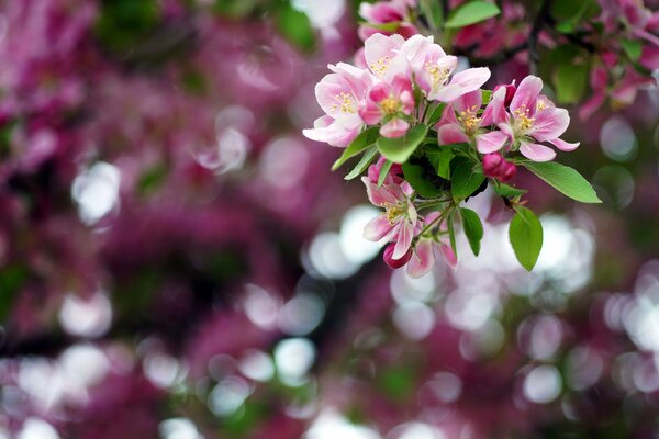 Macro photography of the spring blossoming of apple blossoms