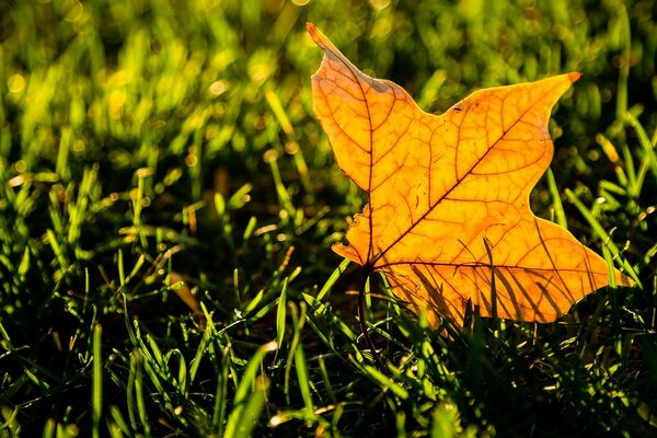 Hoja amarilla sobre hierba verde