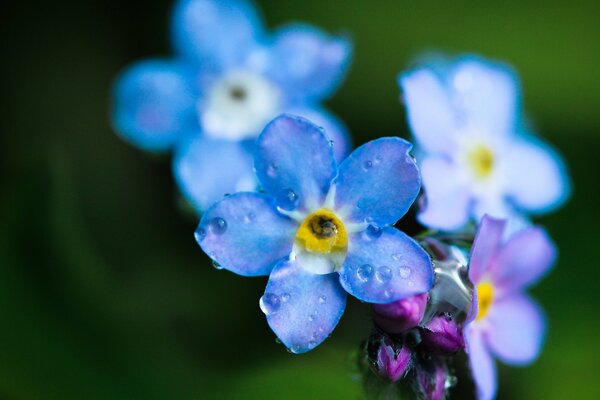 Flor silvestre-nomeolvides azul