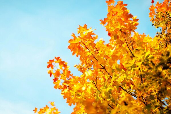 Żółte jesienne gałęzie drzew na tle błękitnego nieba