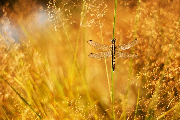 Dragonfly among the yellow grass