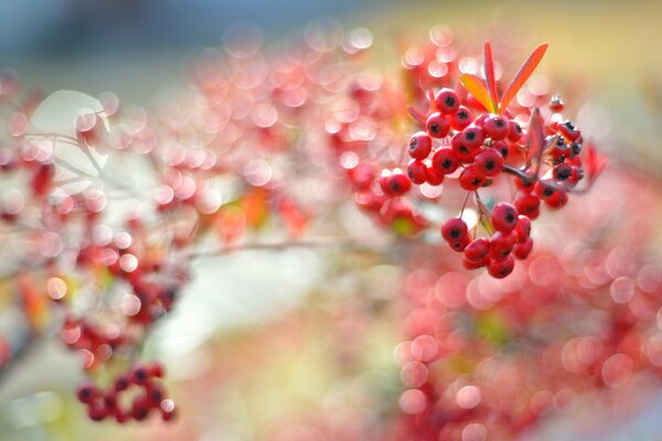 Red berries on branches with highlights