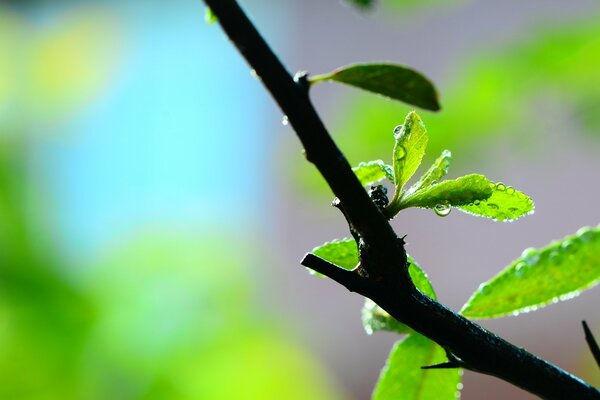 Green leaves on a branch with dew drops in macro on a blurry background