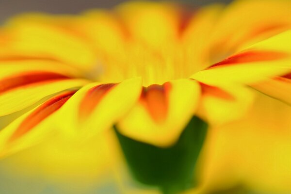 Pétalo de flor amarillo brillante