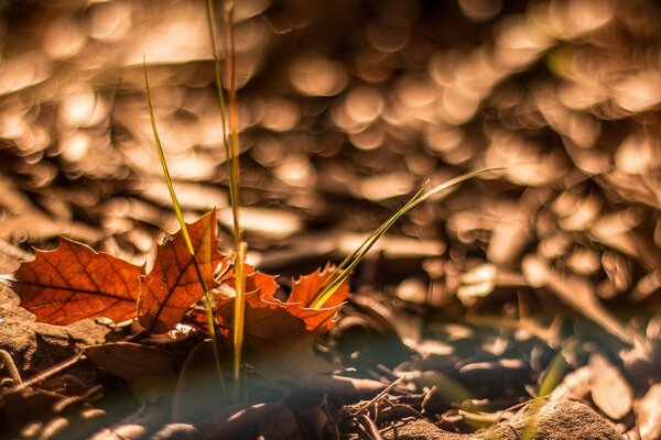 Foresta luminosa autunnale con foglie gialle