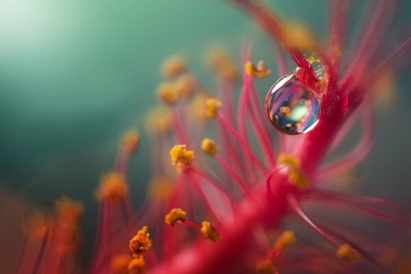 Foto borrosa de la flor y la gota. Gota de FIDA en flor