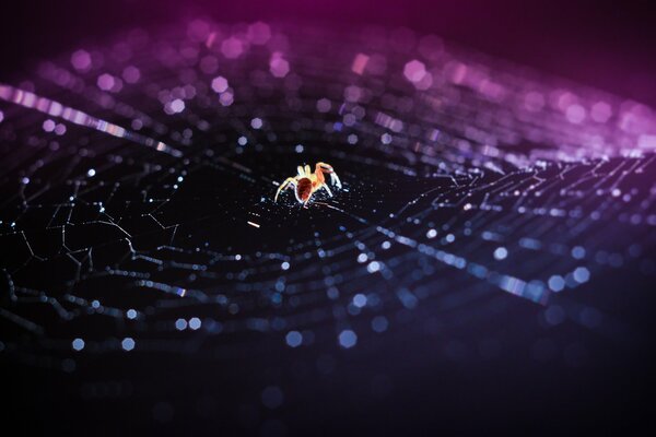 Spider in a web on a black background