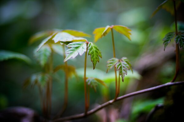 Green seedlings with small leaves