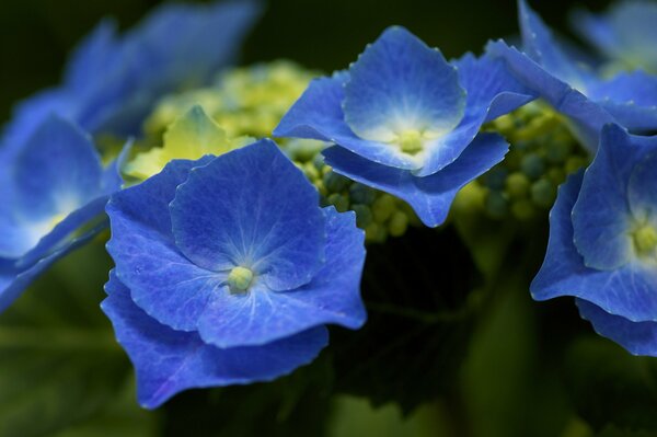 Blaue Hortensie des Blütenstands des Busches