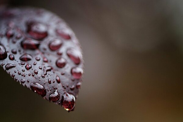 Large drops on a red leaf