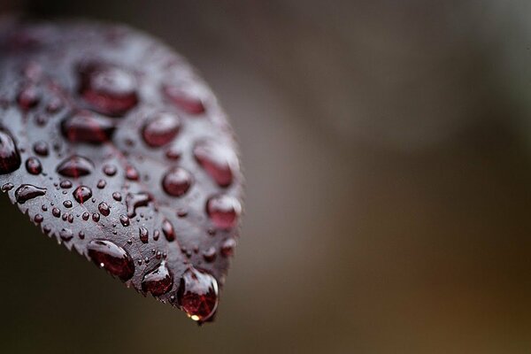 Grosses gouttes sur une feuille rouge