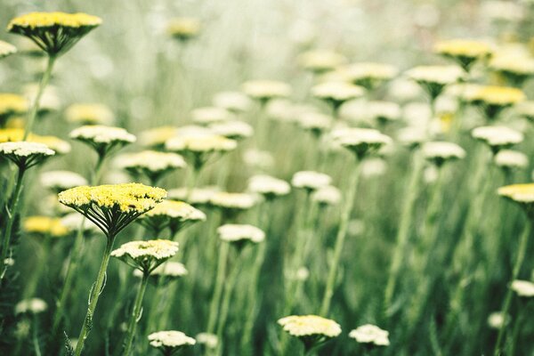 Sonnenblume im Gras Makro