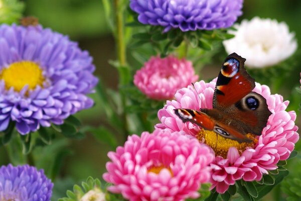 Der schönste Schmetterling auf dem Planeten