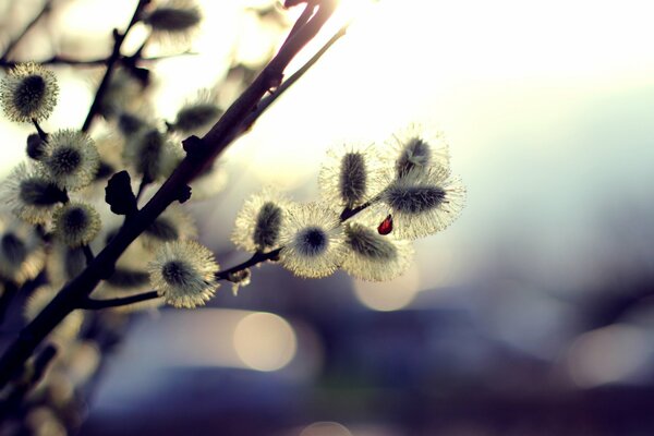 Verochka is a sign of spring and the feast of the Annunciation