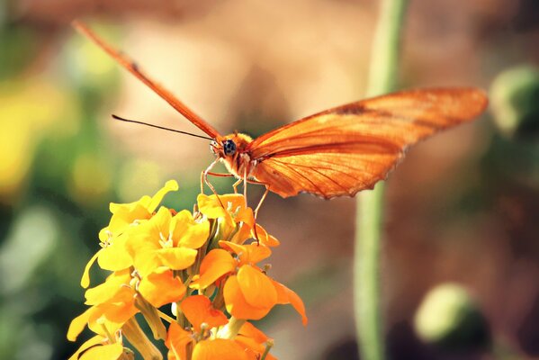 Macro photo of a butterfly on a flower. A bright photo of an orange butterfly