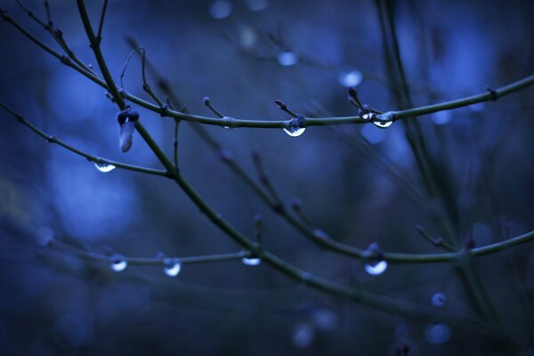 Dew drops on a branch in the morning