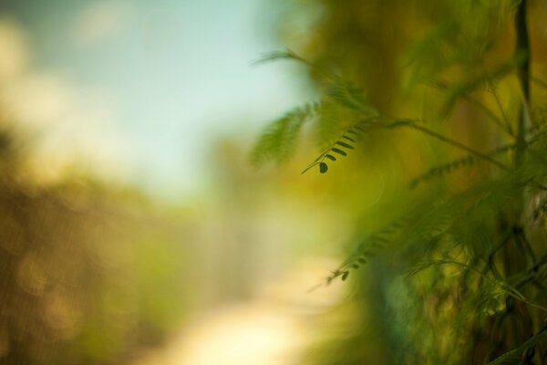 Blurred background of green leaves