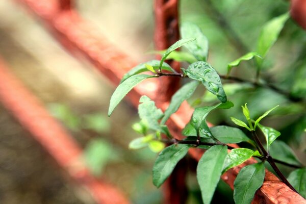 Greenery with dew on the leaves