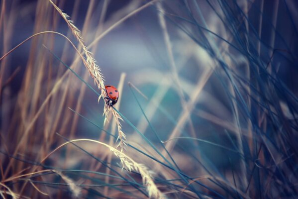 There are many different insects and ladybugs in the grass