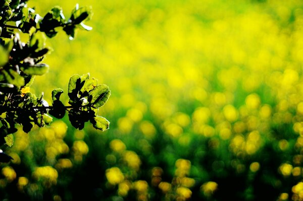 The background for the wallpaper looks relaxing leaves, yellow green flowers