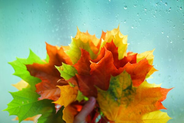 Colorful autumn leaves in your hand