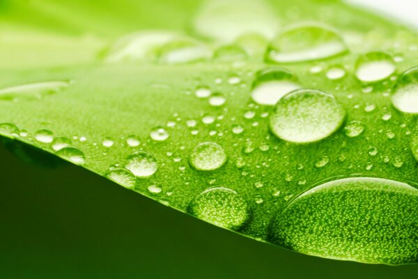 Green leaf water droplets background