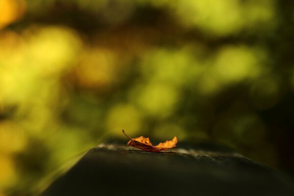 Dry orange leaf on a green background