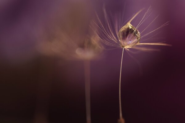 Goutte sur un parapluie de pissenlit sur fond violet