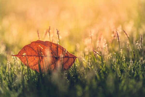 Fond flou de feuilles, d herbe et de verdure