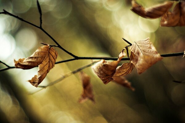 Large-format wallpaper with dry leaves on a branch and blurred bokeh