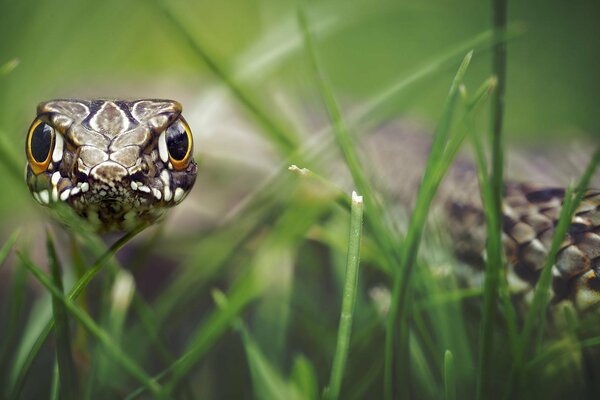 La serpiente en la hierba hipnotiza con la mirada