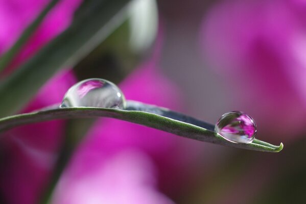 Drops of rasa on a branch