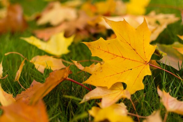 Large-format wallpaper autumn leaf fall