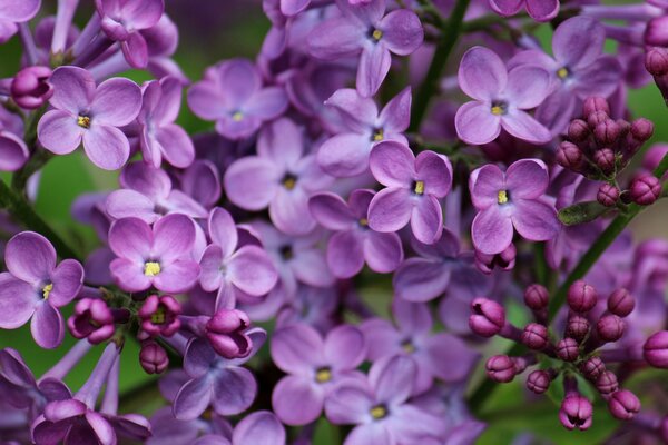 Fliederblüten Nahaufnahme