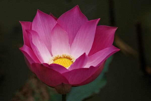 Schöne rosa Blumen auf dem Hintergrund sind sehr cool herausgekommen