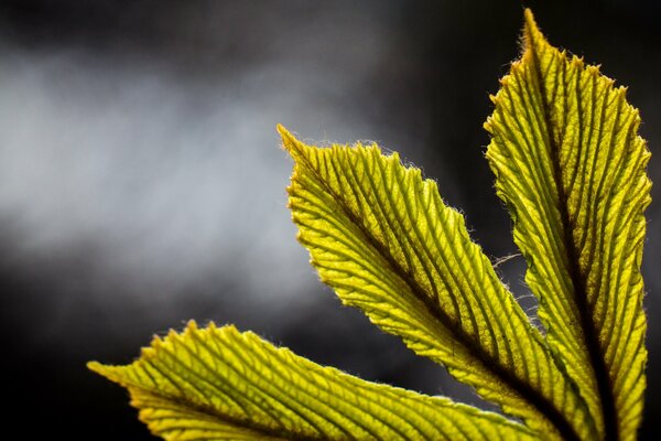 Feuille jaune de beauté indescriptible